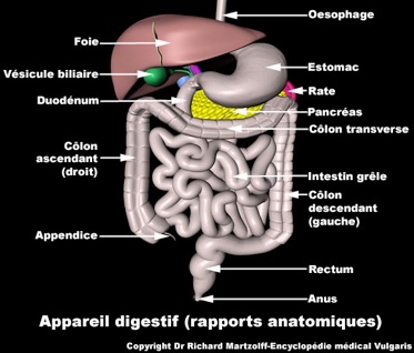 appareil-digestif-rapports-anatomiques