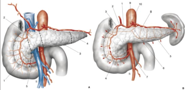 Intervention - Duodéno-pancréatectomie céphalique