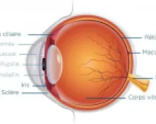 Fonction et anatomie de l'oeil