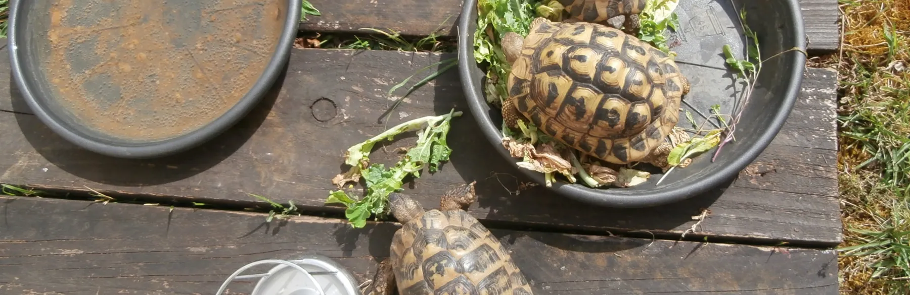 D'adorables résidents au Logis de Hauteroche !