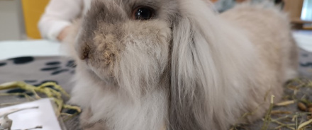 l'animal au coeur de l'Ehpad
