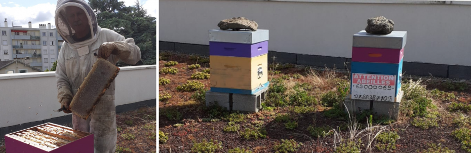 Des ruches sur les toits des résidences AÉSIO Santé à Saint-Etienne