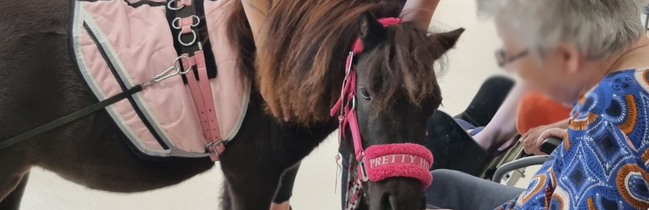 A la Cité des Ainés, un poney rend visite aux personnes âgées