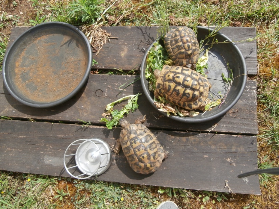 tortues 